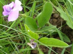 Vigna vexillata